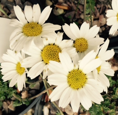 Anthemis cretica ssp. leucanthemoides